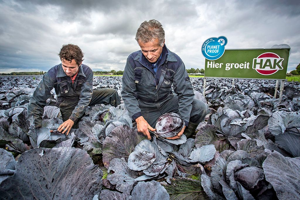 Rodekool die duurzaam is geteeld (PlanetProof) voor HAK wordt geoogst. Boeren krijgen hiervoor een meerprijs van de fabrikant. - Foto: ANP