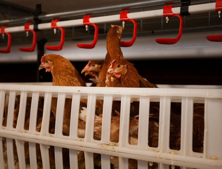 Voor de pluimveehouderij wenst de organisatie ook dubbeldoelrassen: hennen die minder eieren leggen en meer vlees hebben dan huidige legrassen. Foto: Hans Banus