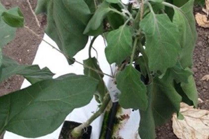 Met bruinrot besmette planten - Foto: NVWA