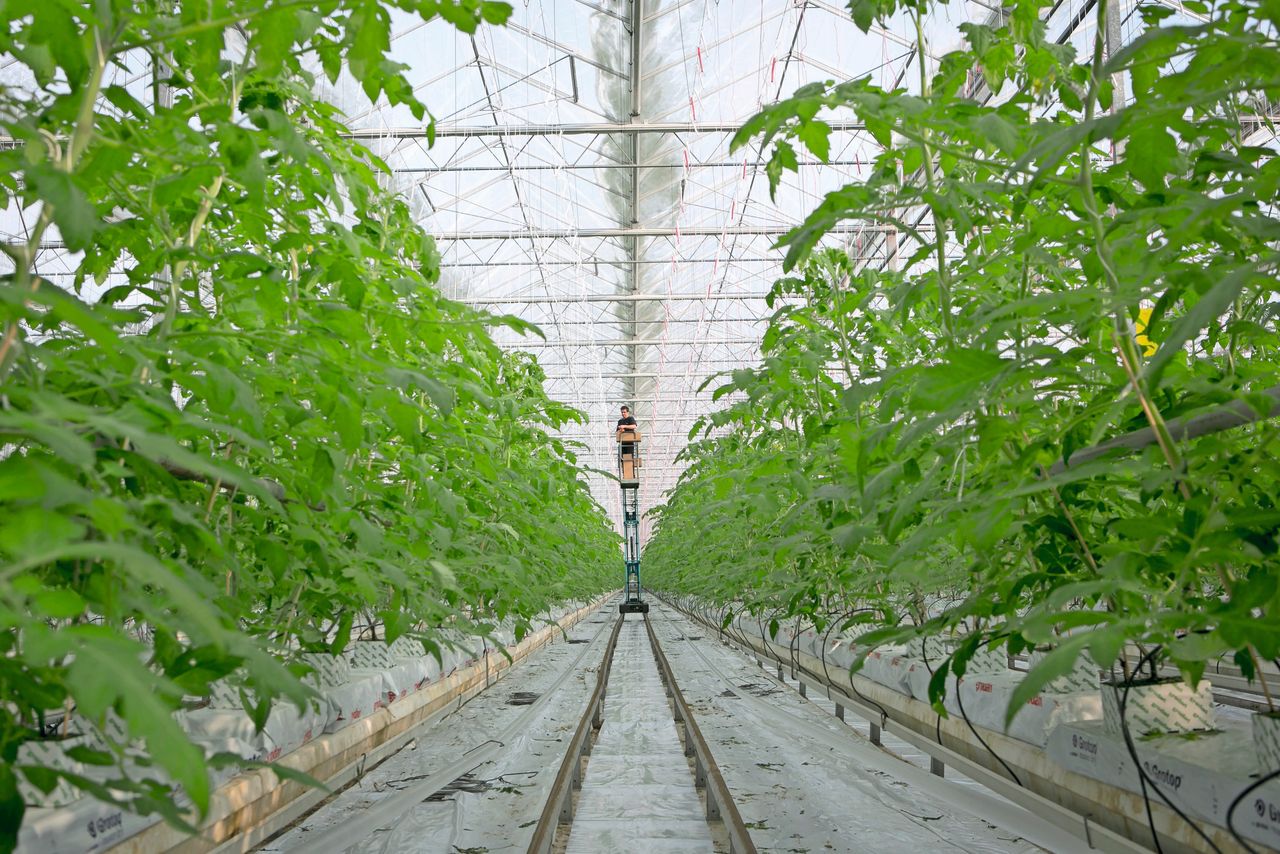 Aardwarmte is een non-fossiele energiebron waarmee kassen kunnen worden verwarmd. Foto: Roel Dijkstra