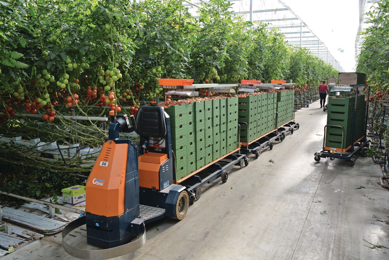 Op steeds meer van de locaties worden de tomaten geteeld met externe duurzame energie. Foto's: Peter Visser