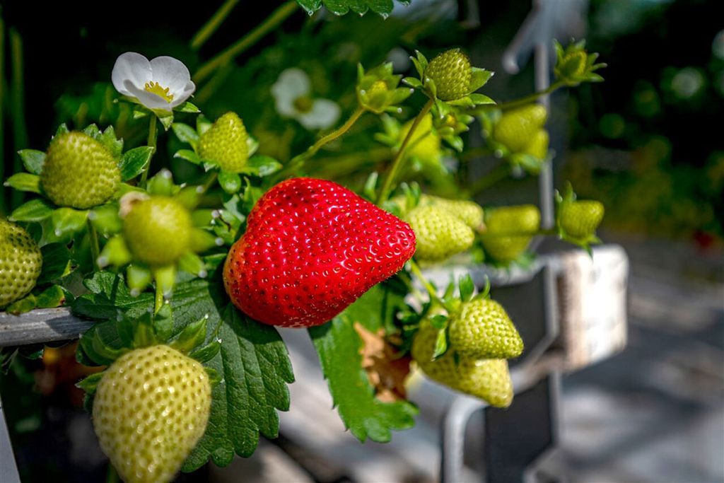 Zes jaar groeide de teelt van aardbeien in kassen in Noordrijn-Westfalen. Dit jaar krimpt de productie fors. - Foto: ANP