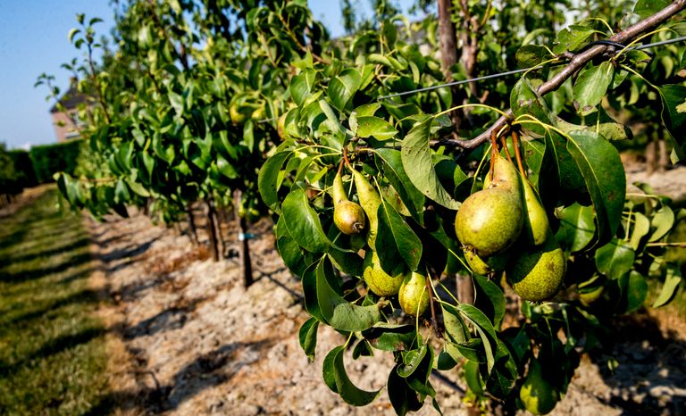 Vanwege de droogte zijn er minder dikke peren. Dat betekent minder kilo s per hectare, en een lagere prijs voor de kleine maten. - Foto: ANP
