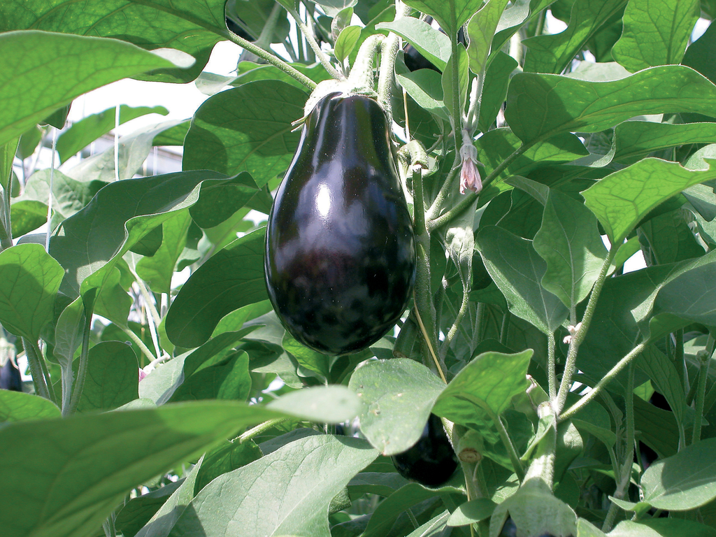 Veilingupdate 21 maart: aubergineprijs veert op