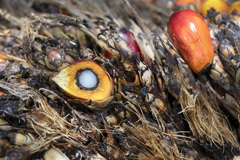 Vruchten van palmbomen waaruit palmolie gewonnen wordt. Productie van palmolie gaat ten koste van bos. - Foto: ANP