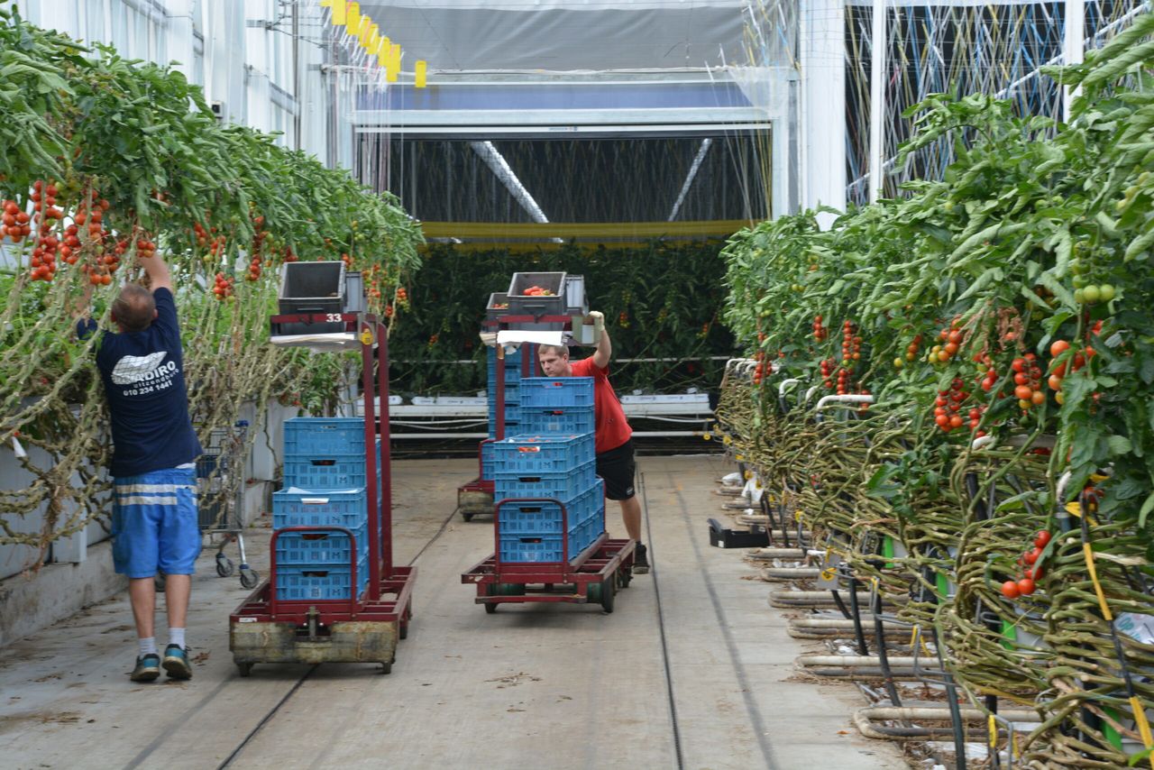 Vooral in de tomatenteelt werden in 2017 bedrijfseconom isch uitstekende resultaten behaald. - foto: G&F