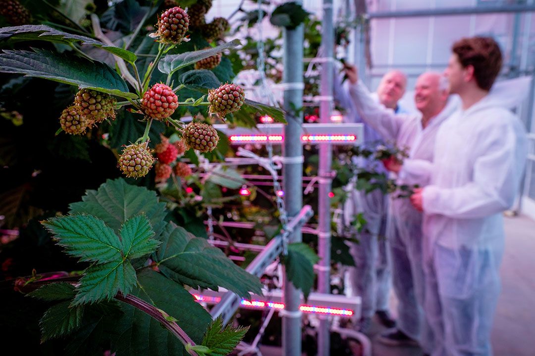 Zachtfruitonderzoek op het Delphy Improvement Centre in Bleiswijk. - Foto: Fred Libochant