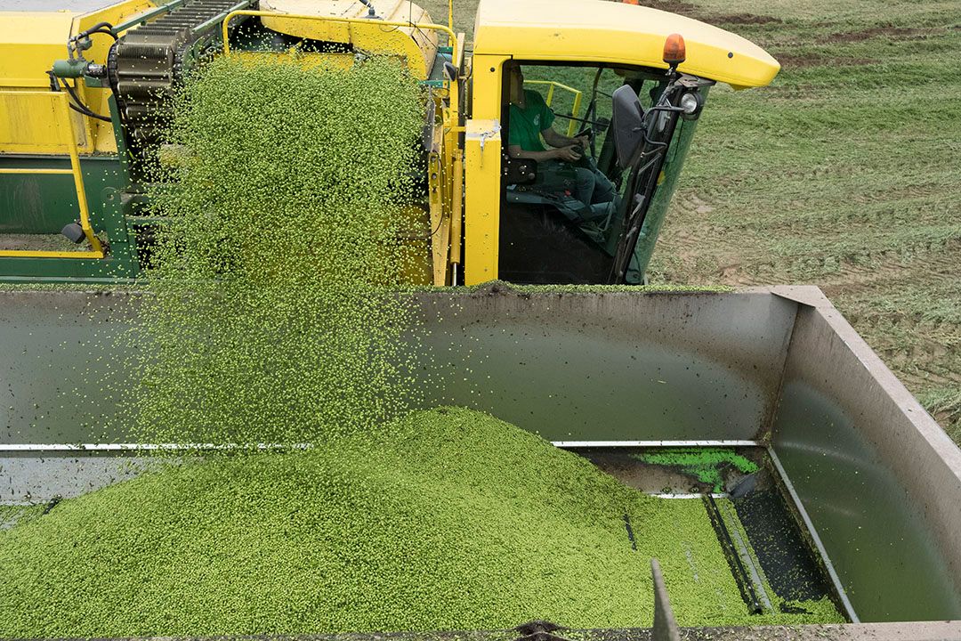 Greenyard is door focus op retail en haar pakket aan houdbare en verse groente tot dusver niet kwetsbaar gebleken in de coronacrisis. - Foto: Twan Wiermans
