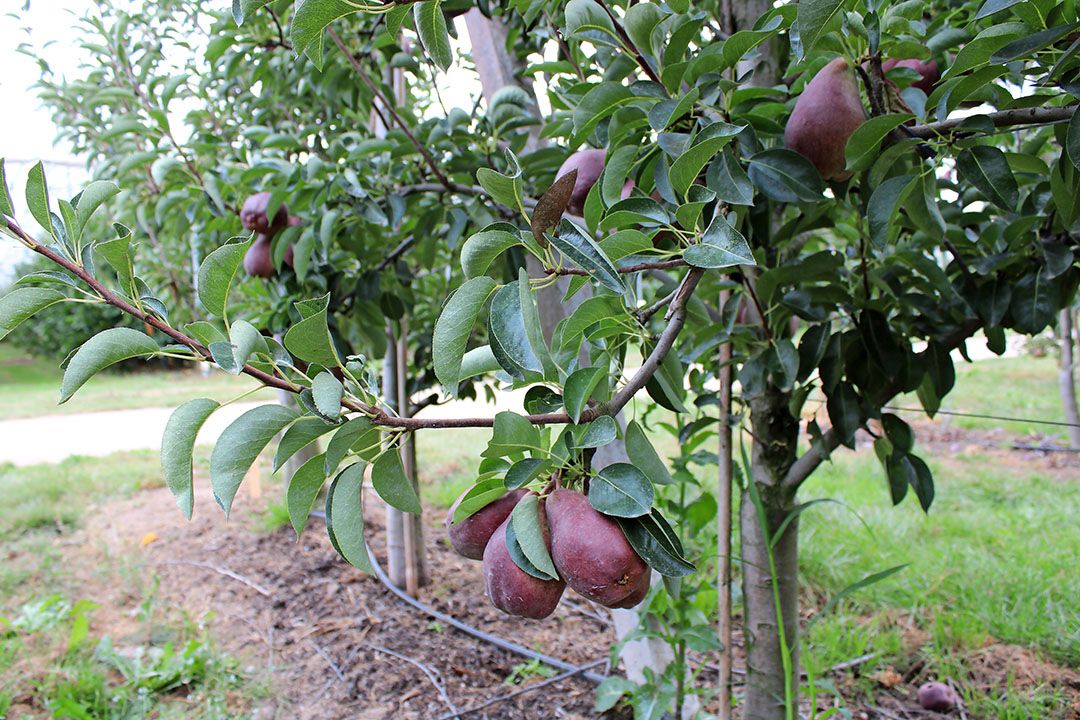 Red Modoc kleurt donkerrood tot paars.