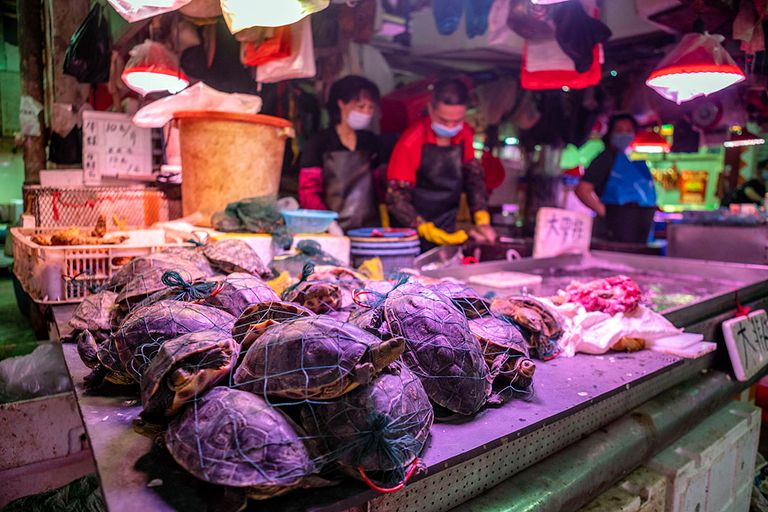 Levende schildpadden op een markt in China. Zo'n markt met levende dieren zou mogelijk de bron zijn van de uitbraak van het coronavirus. - Foto: ANP