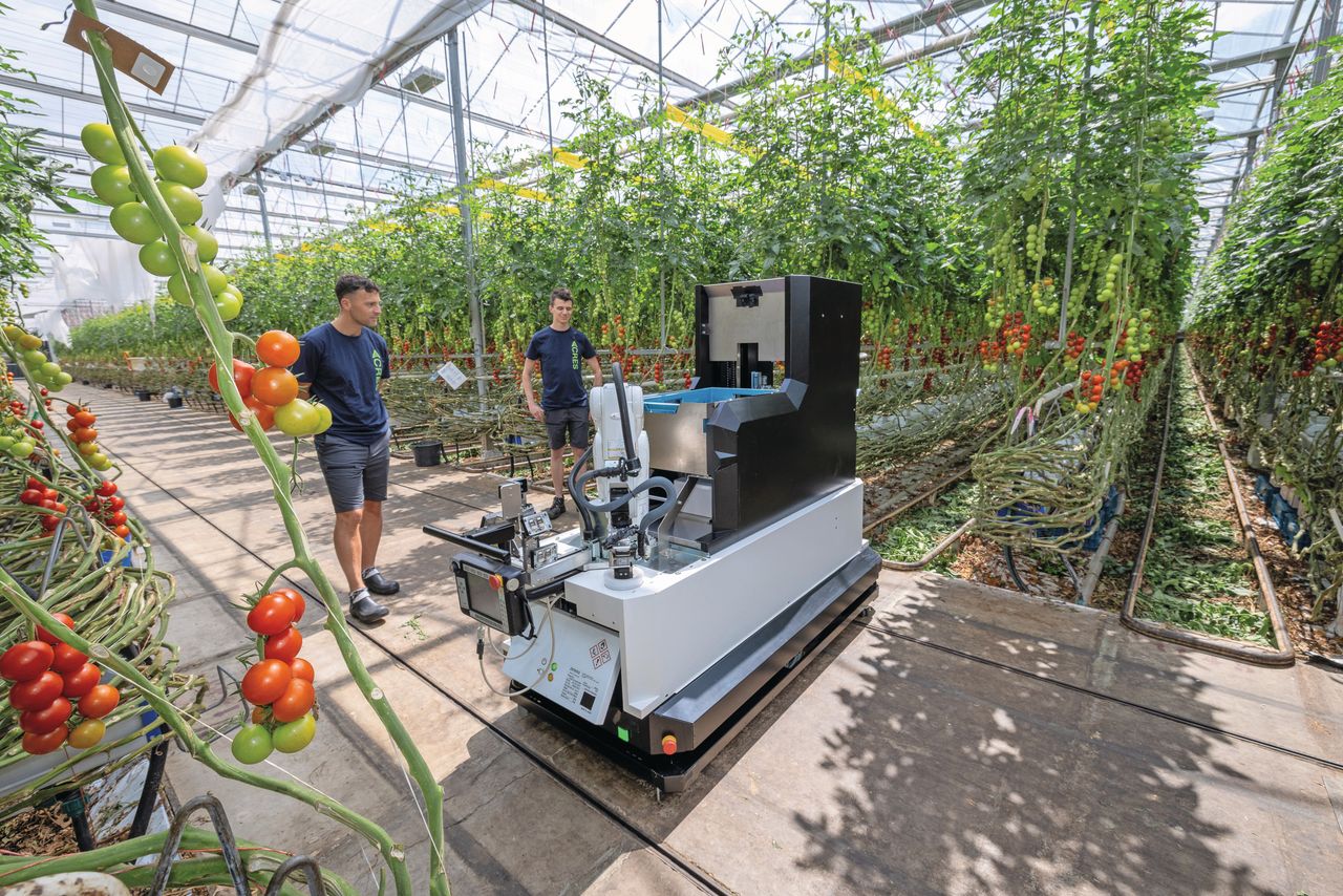 De inzet van deze oogstrobot biedt een innovatieve oplossing voor structurele uitdagingen, zoals stijgende arbeidskosten en een mogelijk tekort aan arbeidskrachten. Foto's: Peter Roek