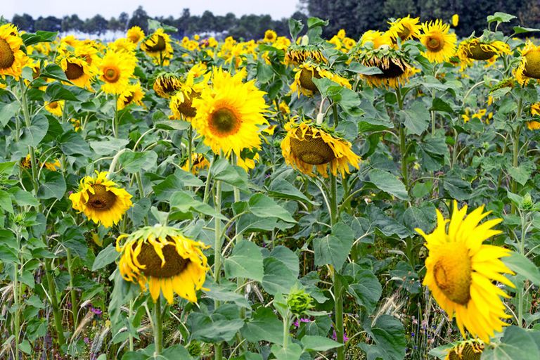 De GMO-tarwe bevat een gen van de zonnebloem, dat zorgt voor betere resistentie tegen droogte. - Foto: Jan Willem van Vliet