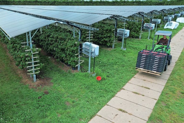 De zonnepanelen laten 40% licht door. Dat zorgt naar verwachting voor 5% minder productie rode bessen. – Foto: Henk Riswick