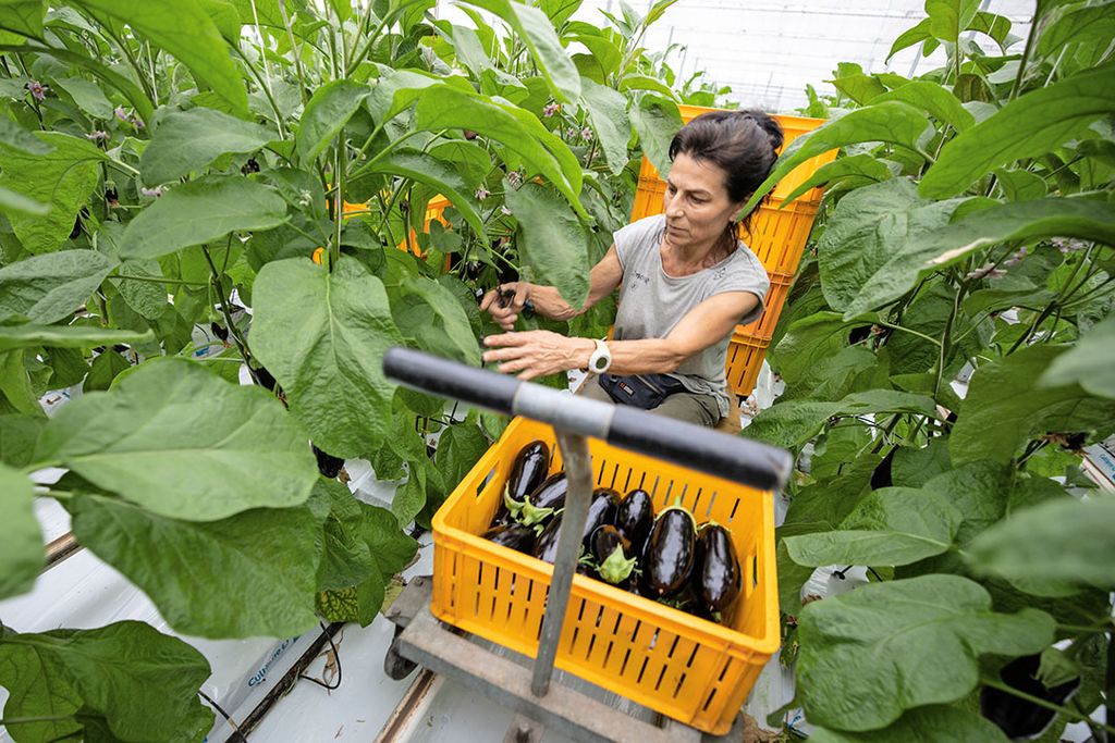 Werknemer oogst aubergines. - Foto: Peter Roek