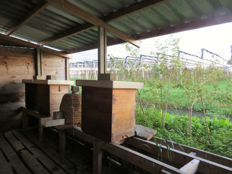 Bijenkasten op een fruitteeltbedrijf. -foto: Ton van der Scheer