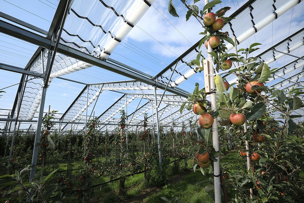 Proeftuin in Randwijk. - Foto: Henk Riswick