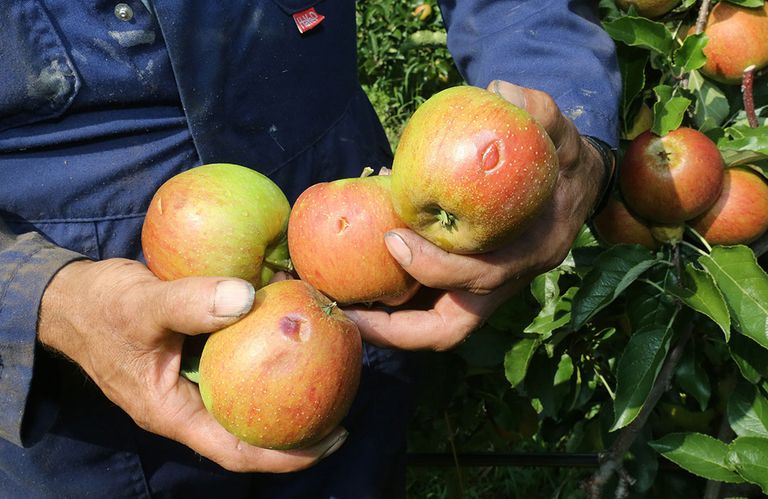 Huisvestingsbeleid op de schop voor fruitpersoneel in Tiel. - Foto: Ton van der Scheer