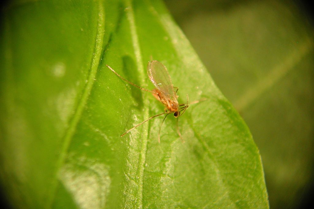 Een natuurlijk vijand van alle soorten bladluizen is Aphidoletes aphidimyza, de galmug. - Foto: Biobest