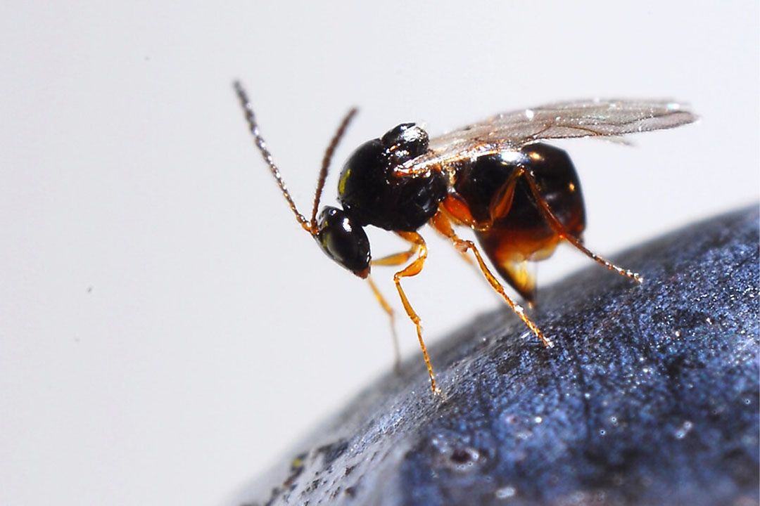 Ganaspis brasiliensis weet wel raad met de Suzuki-fruitvlieg. - Foto Oregon State University