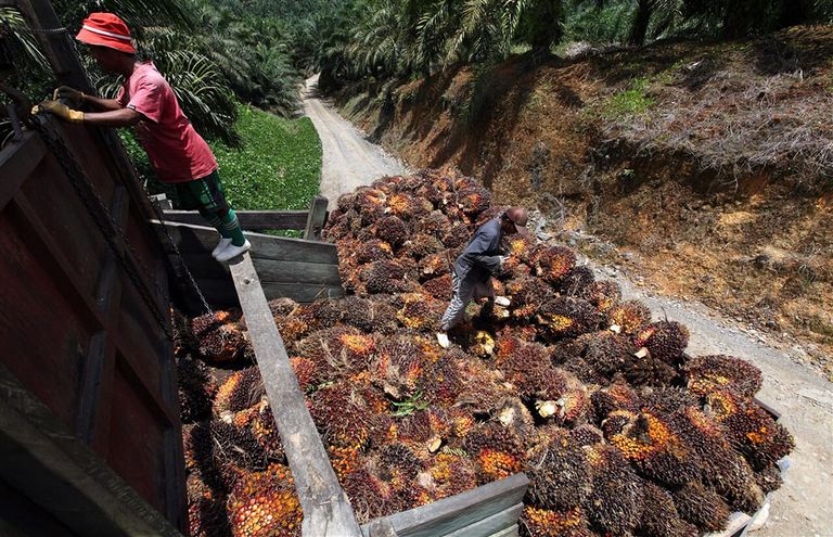 Productie van palmolie. Volgens Oxfam Novib hebben grote voedselbedrijven de macht om inkopers aan te zetten tot duurzamere productie. - Foto: AFP/Mohd Rasfan