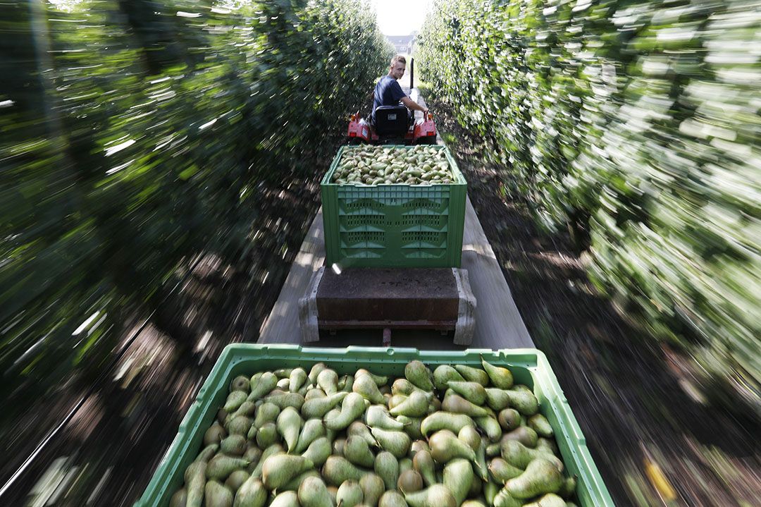 Peren plukken. - Foto: VidiPhoto