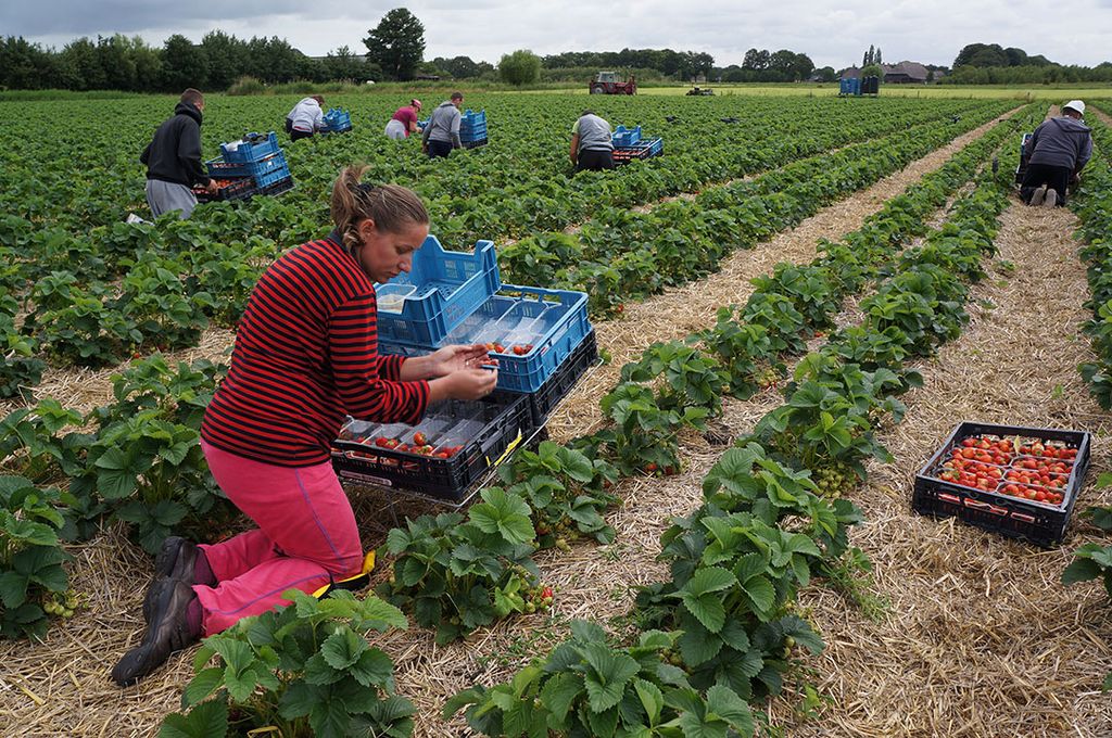Archiefbeeld aardbeienteelt. In de Vlaamse fruitsector valt een daling van het areaal aardbeien op. Foto: Misset