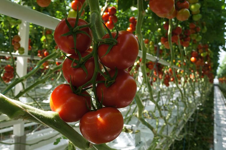 Archieffoto tomaten. Foto: Gerard Boonekamp