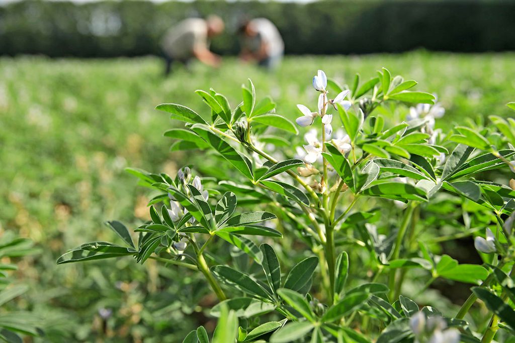 Lupineteelt. De voorgenomen eiwitstrategie richt zich op eiwitrijke gewassen, vlinderbloemigen als lupine en veldbonen. - Foto: Michel Zoeter
