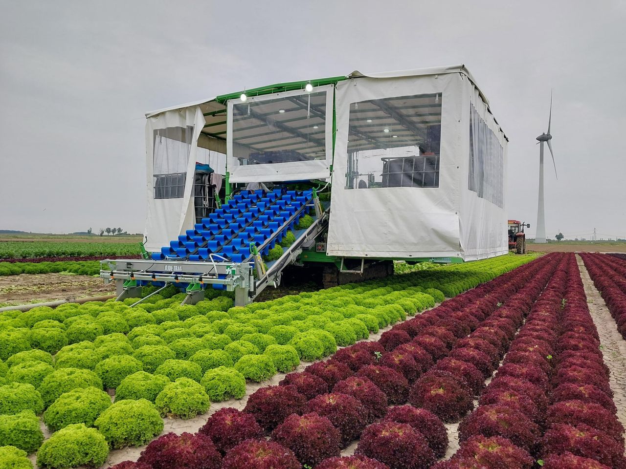 Sinds een week of vier oogst Mart Boender zijn sla met een oogstmachine. - Foto: Tuinderij Boender.