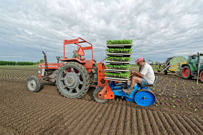 Roel Bakker: "Die 3-rijige plantmachine waarmee we spitkool planten is een oud beestje, maar voor dit werk nog prima geschikt. Het duurt wel wat langer.' - Foto: Lex Salverda