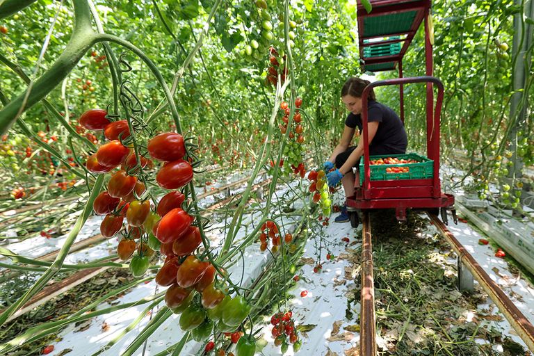 De tomatenproductie is sinds een paar weken goed losgekomen. - Foto: Bert Jansen