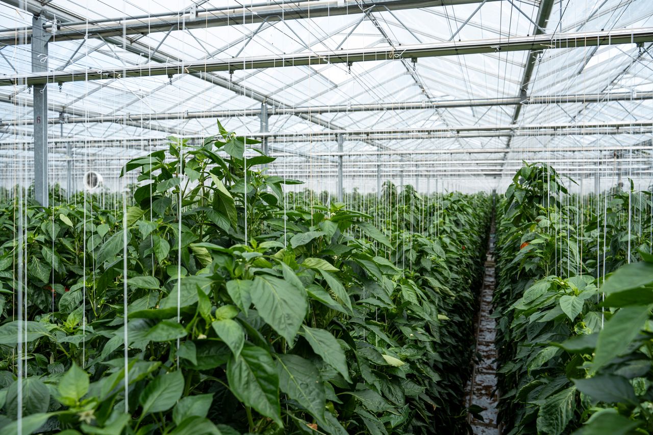 Harvest House doet sinds 2022 ook energie-investeringen bij leden en geeft technische ondersteuning daarbij. Foto: Bram Becks Fotografie