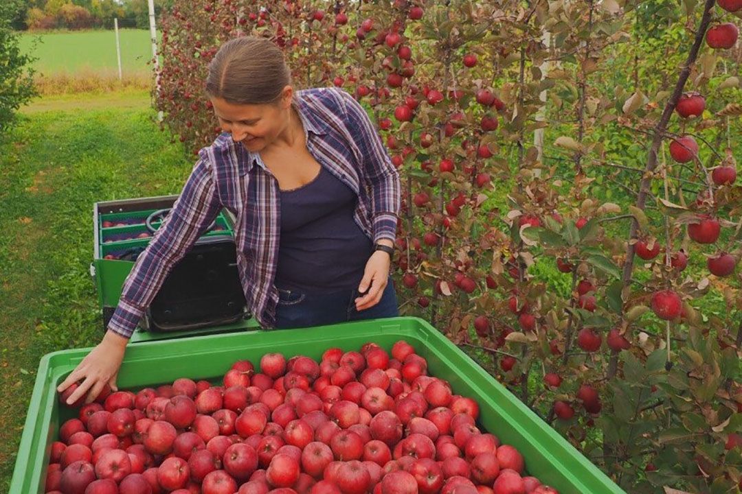 De Zsauberapfel is rood van buiten en van binnen. - Foto: Bayerischer Obstzentrum