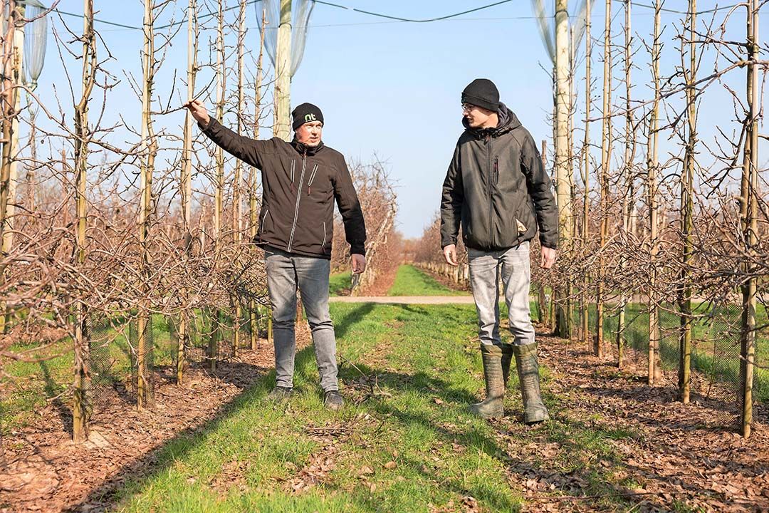 Barend van Doorn en zoon Berend-Jan bekijken de bloemknoppen in de uitlopende boomgaard. - Foto: Herbert Wiggerman