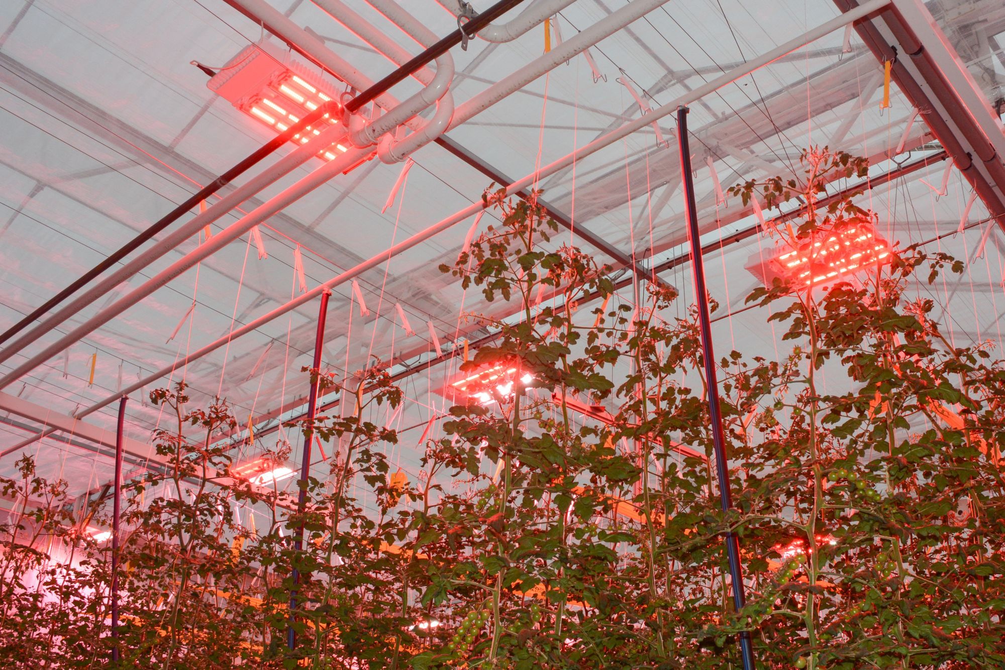 Met aangepaste teeltmaatregelen is onder full-led te sturen op generativiteit, vruchtgewicht en brix. Foto’s: Peter Visser