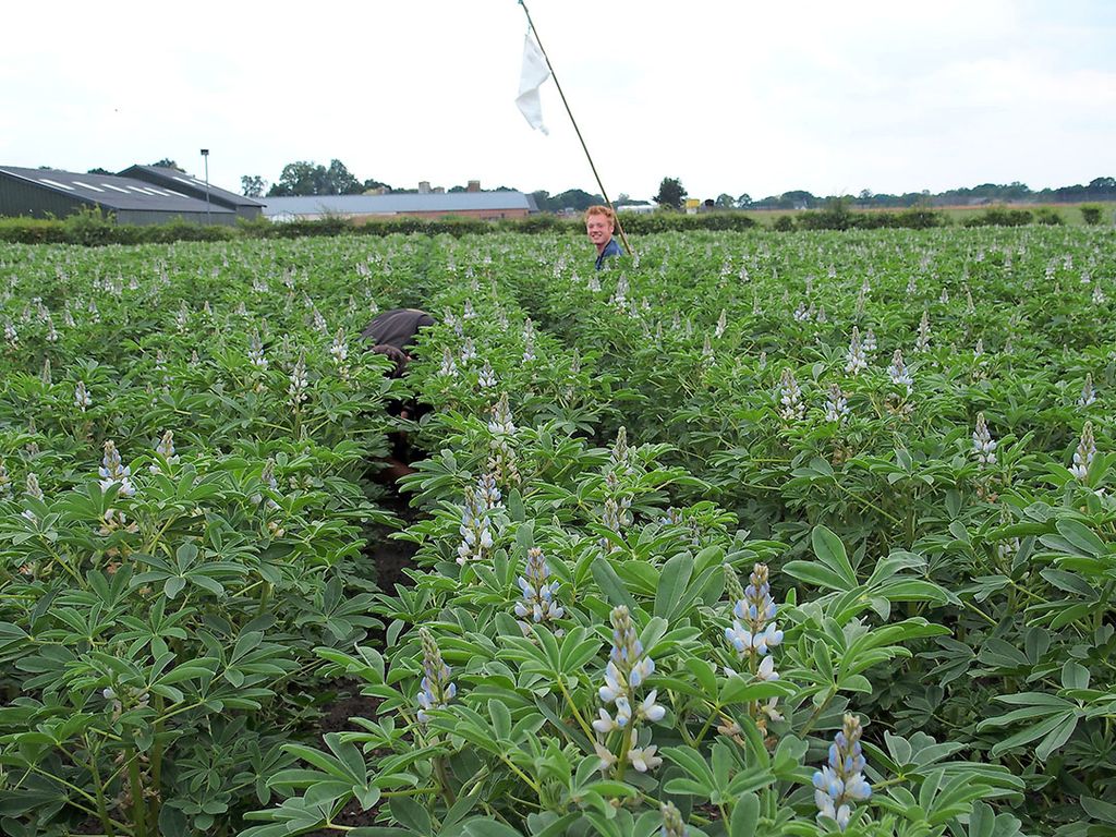 Sinds 2016 is boer Henk van Bijzonder Brabants in de Peel aan het pionieren met het telen van lupine. - Foto: Stan Verstegen