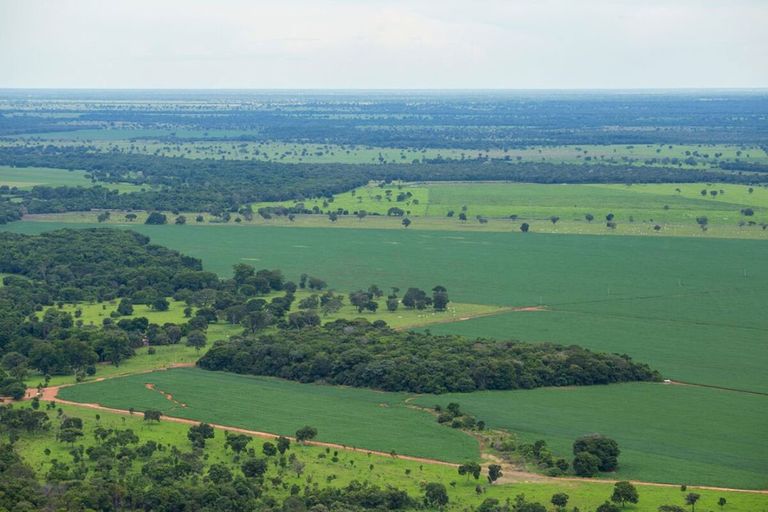 Sojaplantage in de Braziliaanse cerrado. - Foto: Canva/josemoraes