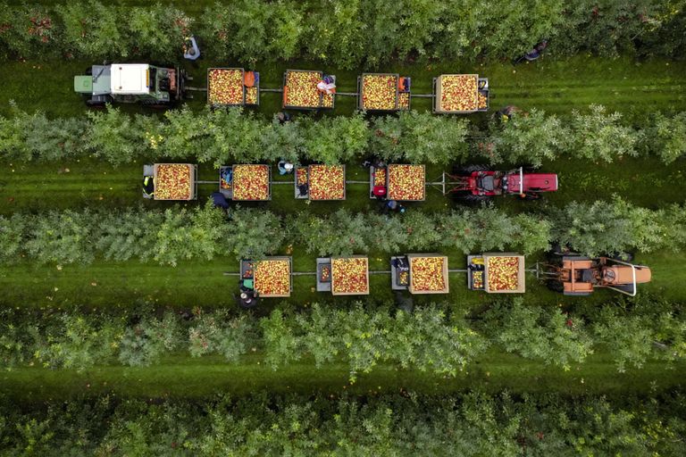 De oogst van Elstar-appels komt uit op 79.000 ton en niet op 84.000 ton, zoals in de eerste raming werd voorspeld. Foto: ANP / Hollandse Hoogte / Sander Koning