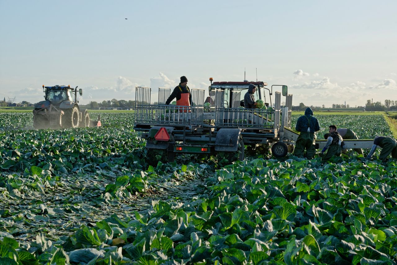 Oogst van broccoli. In juli vorig jaar werd de duurzaamheidsvergoeding voor AGF met het keurmerk PlanetProof bekendgemaakt. Foto: Lex Salverda