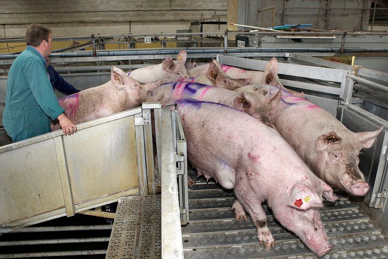 Slachtzeugen op een verzamelplaats voor transport naar Duitse slachterijen. - Foto: Ton Kastermans
