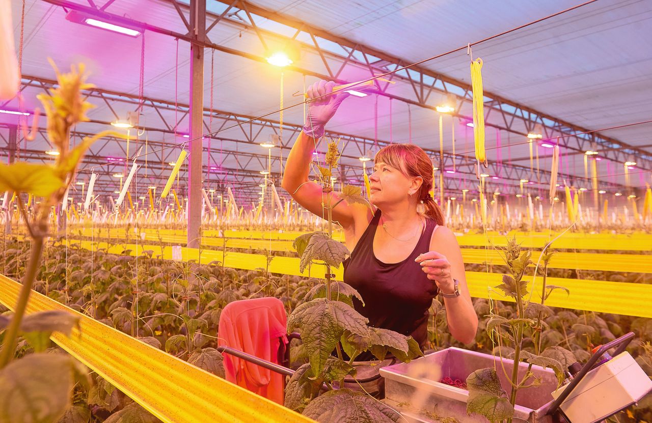 Bij aanschaf led-belichting was EIA-aftrek mogelijk. Foto: Van Assendelft Fotografie
