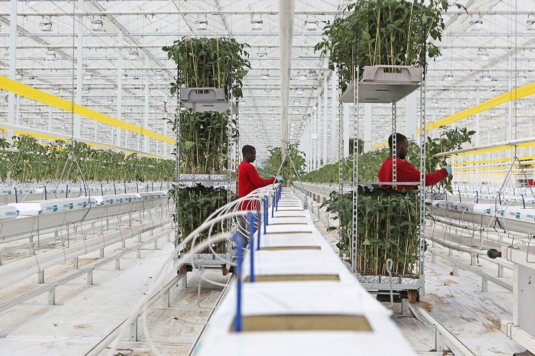 Concentratie van zaad- en plantenteelt in Nederland is kwetsbaarheid, stellen onderzoekers van de uitbraken van het tomatenvirus ToBRFV. - Foto: Fotostudio Atelier 28