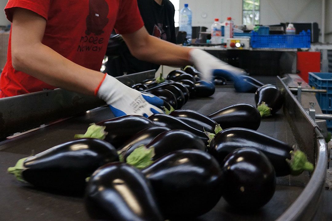 Aubergines sorteren. - Foto: Gerard Boonekamp