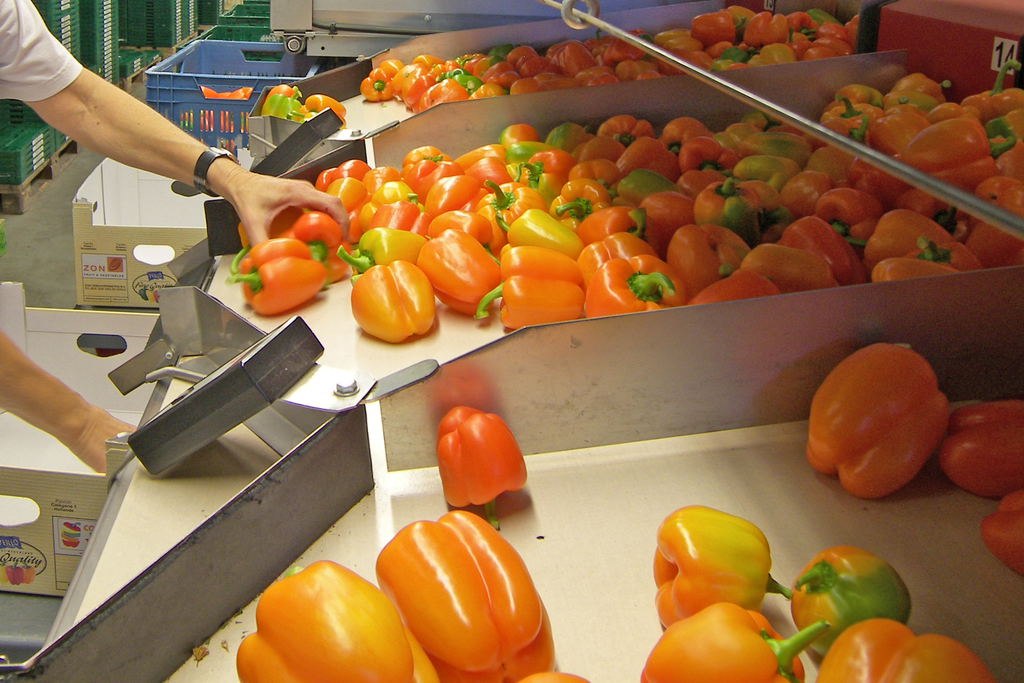 Veilingupdate 25 maart: paprika s langzaam goedkoper