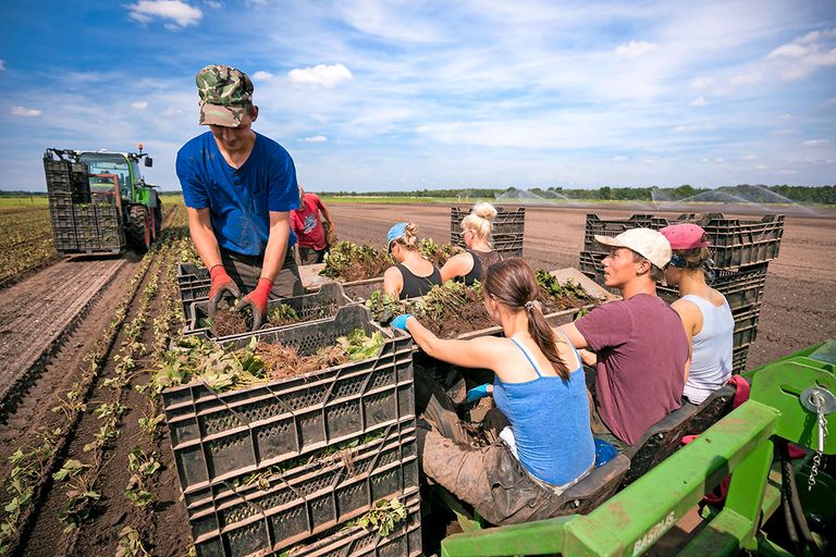 Van den Elzen Plants heeft een vergunningsaanvraag voor 300 slapplekken voor arbeidsmigranten bij de gemeente Meijerijstad ingediend. - Foto: Van den Elzen Plants