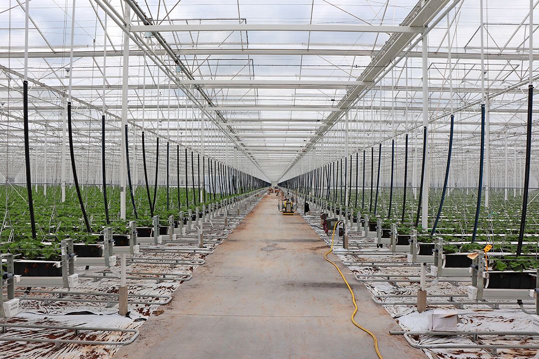 Archiefbeeld van aardbeienkas. Foto: Joost Stallen.