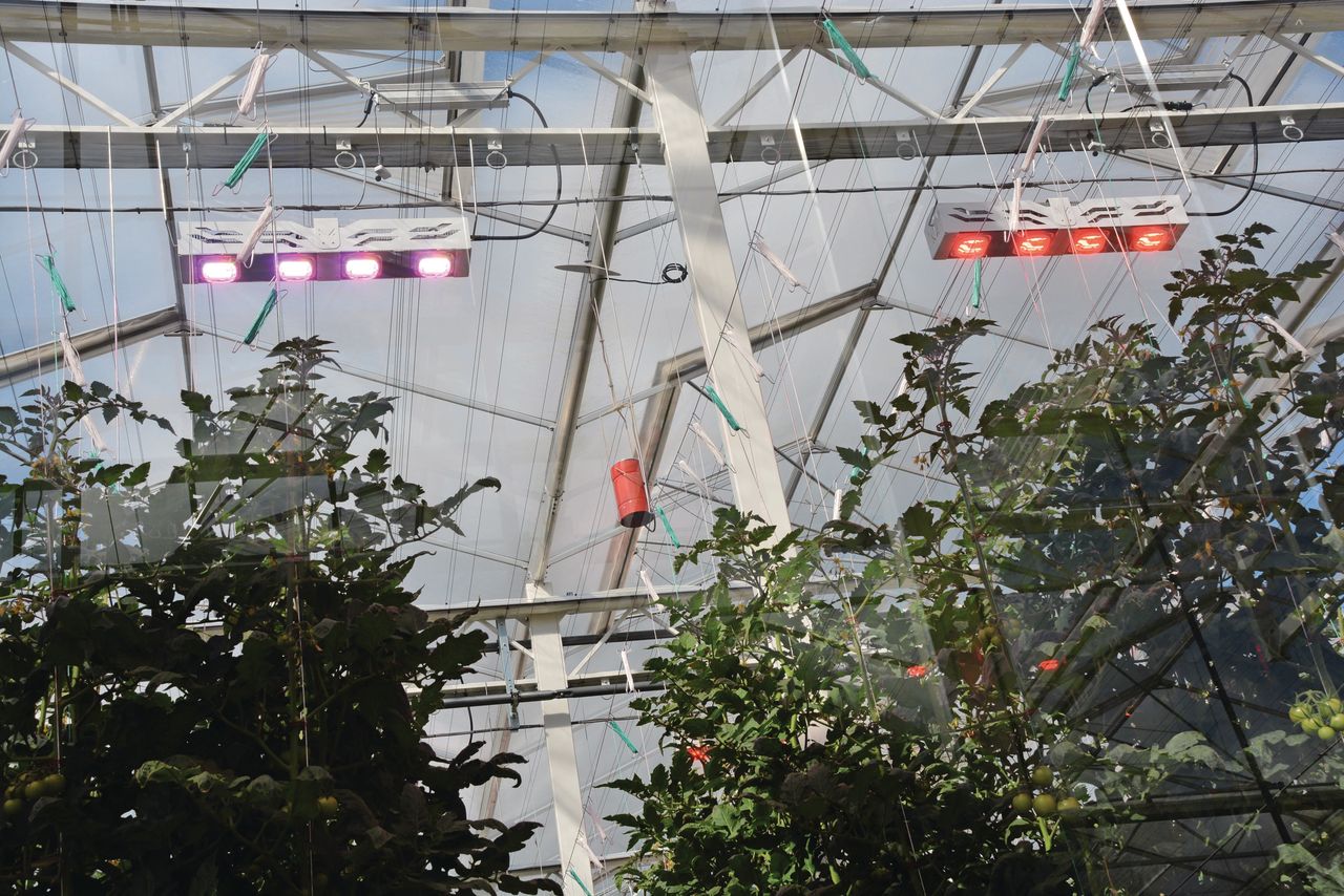 Vergelijkingsproef of overdag zonder nadelige gevolgen alleen met het energiezuiniger rode spectrum belicht kan worden. Foto's: Peter Visser