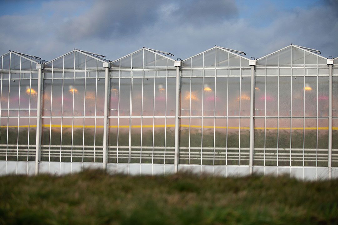 Belgische telers krijgen via Arvesta indirect een sterkere positie in de internationale glastuinbouw en toeleverende industrie. - Foto: Harold Versteeg / Hollandse Hoogte / ANP