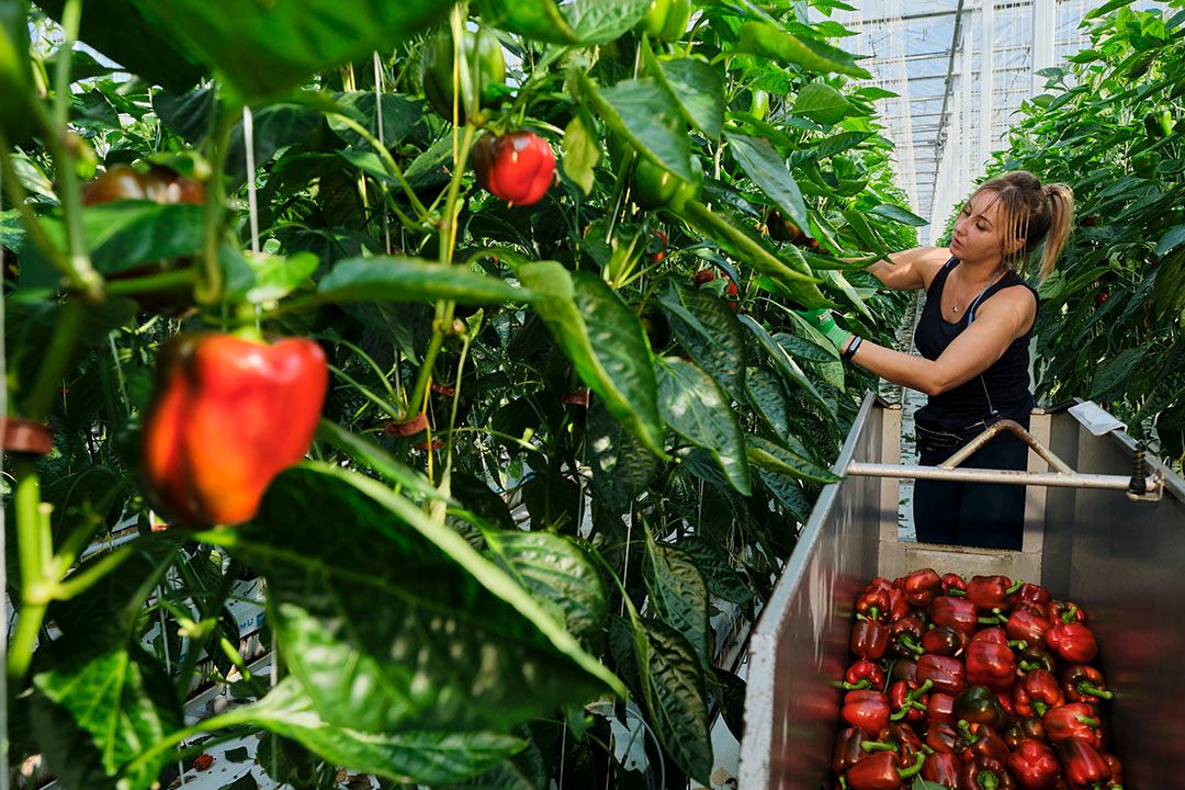 Archiefbeeld paprika-oogst. - Foto: Roel Dijkstra