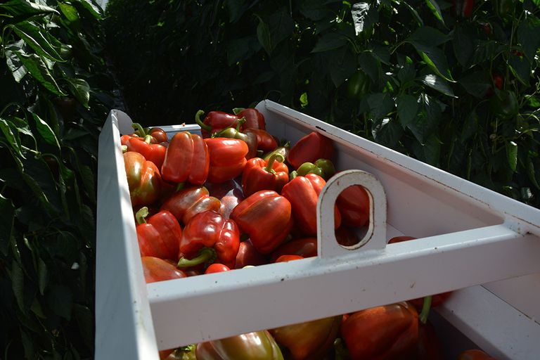 Exportwaarde groente in april 1% lager dan vorig jaar. - Foto: Peter Visser.